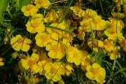 SENTIERO DEI FIORI ‘Claudio Brissoni’ da Capanna 2000 il 10 luglio 2023- FOTOGALLERY